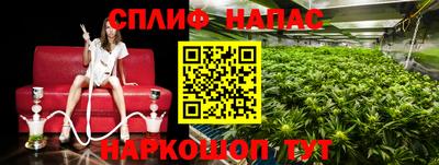 стафф Гай